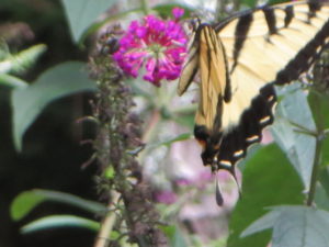 butterflies 012