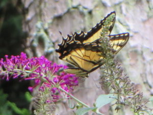 butterflies 018